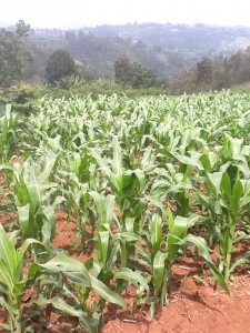 farm project rwanda